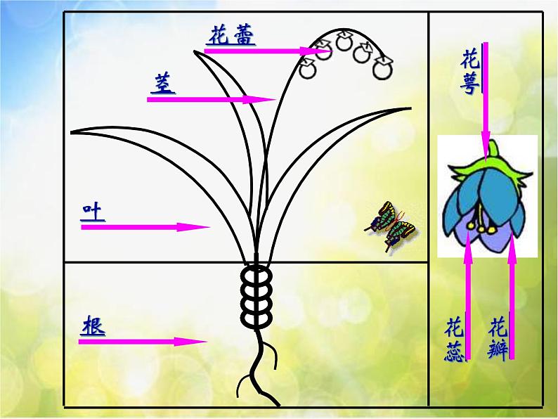 小学美术《第14课-茂密的花》-(2)课件第3页