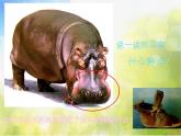 嶺南版美術(shù)一年級下冊 第五單元《我們的動物樂園》課件
