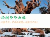 小學(xué)二年級上冊美術(shù)課件-3.8給樹爺爺畫像-嶺南版(13張)ppt課件
