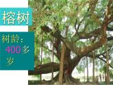 小學(xué)二年級上冊美術(shù)課件-3.8給樹爺爺畫像-嶺南版(13張)ppt課件