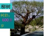 小學(xué)二年級上冊美術(shù)課件-3.8給樹爺爺畫像-嶺南版(13張)ppt課件