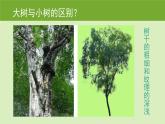 小學(xué)二年級上冊美術(shù)課件-3.8給樹爺爺畫像-嶺南版(16張)ppt課件