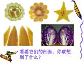 蔬果的剖面PPT课件免费下载