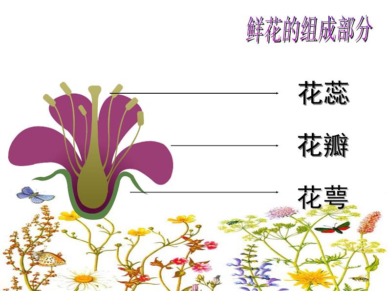 小学二年级下册美术课件-2.5美丽的花园-岭南版(13张)ppt课件第6页