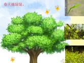 小學(xué)二年級上冊美術(shù)課件-第15課大樹的故事-人美版(13張)ppt課件