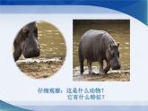 小學(xué)二年級上冊美術(shù)課件-第17課動物樂園-人美版(17張)(1)ppt課件