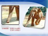 小學(xué)二年級上冊美術(shù)課件-第17課動物樂園-人美版(17張)(1)ppt課件