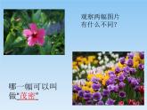 小學(xué)二年級上冊美術(shù)課件-第14課茂密的花-人美版(23張)ppt課件