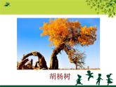 小學(xué)二年級上冊美術(shù)課件-第15課大樹的故事-人美版(12張)ppt課件