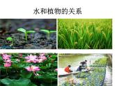 湘美版美術(shù)六上第9課《生命的甘露》ppt課件