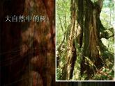小學(xué)二年級上冊美術(shù)課件-3.8給樹爺爺畫像-嶺南版(39張)ppt課件