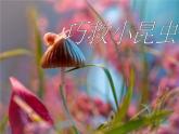 巧救小昆蟲PPT課件免費(fèi)下載