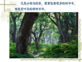 小學(xué)二年級上冊美術(shù)課件-3.8給樹爺爺畫像-嶺南版(20張)