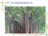 小學(xué)二年級上冊美術(shù)課件-3.8給樹爺爺畫像-嶺南版(20張)