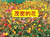 小學(xué)二年級上冊美術(shù)課件-第14課茂密的花-人美版(27張)