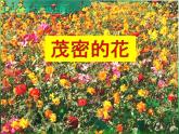 小学二年级上册美术课件-第14课茂密的花-人美版(25张)