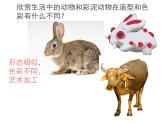 小學(xué)二年級上冊美術(shù)課件-第17課動物樂園-人美版(14張)ppt課件