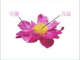 湘美版 美術(shù)一年級上冊 21.鳥語花香_ 課件