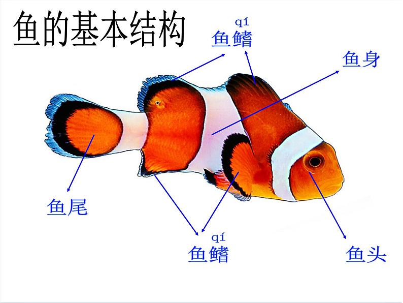 浙美版小学美术一年级下册15热带鱼乐园课件课件第2页