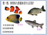 浙美版小学美术一年级下册15热带鱼乐园课件课件