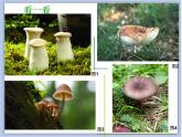 浙美版小学美术一年级下册18《蘑菇家园》课件+素材