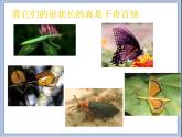 浙美版小学美术一年级下册19《奇妙的昆虫》课件+素材