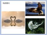 美术冀美版小学一年级下册7《美丽的鸟》课件