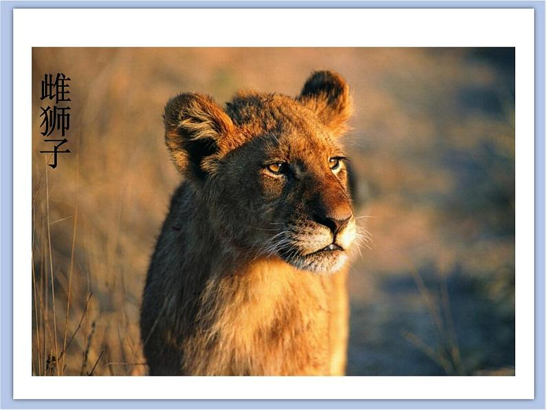 美术冀美版小学一年级下册13《威武的狮子》课件02