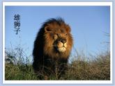 美术冀美版小学一年级下册13《威武的狮子》课件