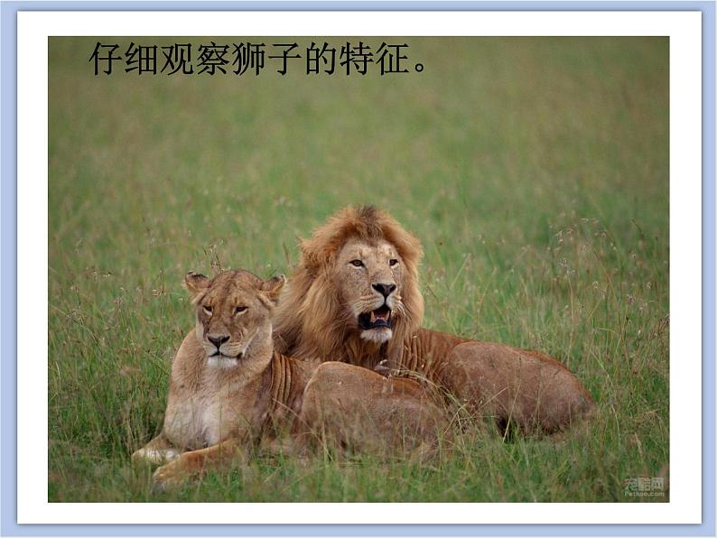 美术冀美版小学一年级下册13《威武的狮子》课件04