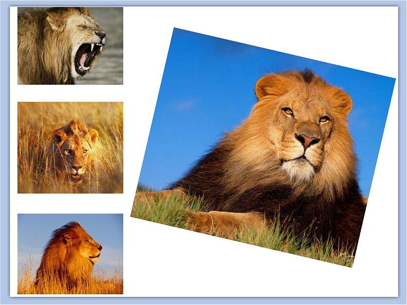 美术冀美版小学一年级下册13《威武的狮子》课件05