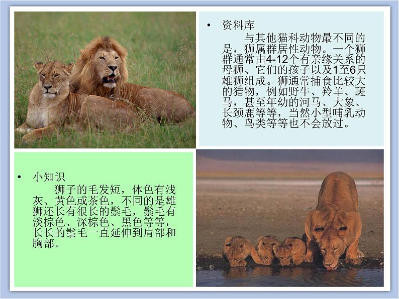 美术冀美版小学一年级下册13《威武的狮子》课件08