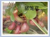 美术冀美版小学二年级下册17《吃虫子的植物》课件