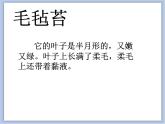 美术冀美版小学二年级下册17《吃虫子的植物》课件