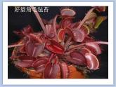 美术冀美版小学二年级下册17《吃虫子的植物》课件