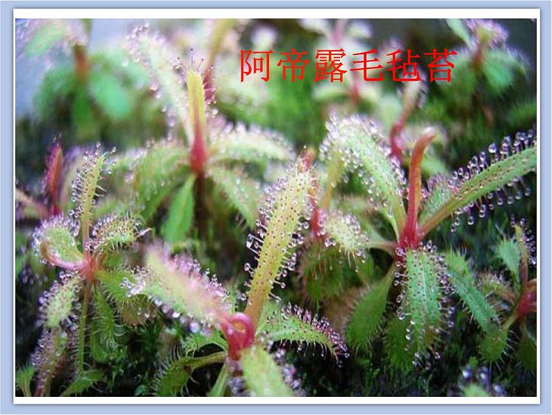 美术冀美版小学二年级下册17《吃虫子的植物》课件第7页