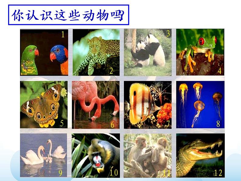 苏少版二年级下册美术 第4课 动物朋友（一） 课件+教案07