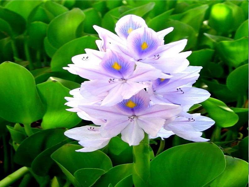 《花儿朵朵（二）》课件第2页