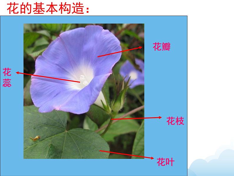 《花儿朵朵（二）》课件第3页