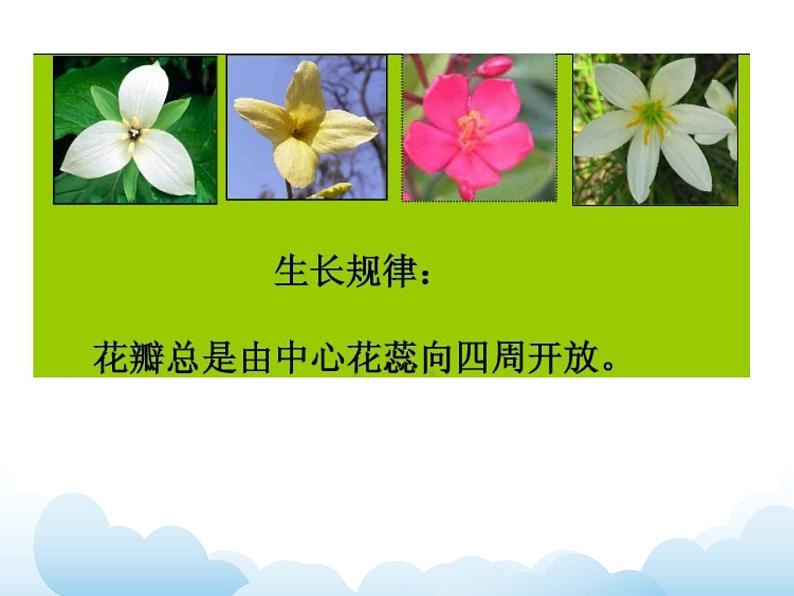 《花儿朵朵（二）》课件第4页