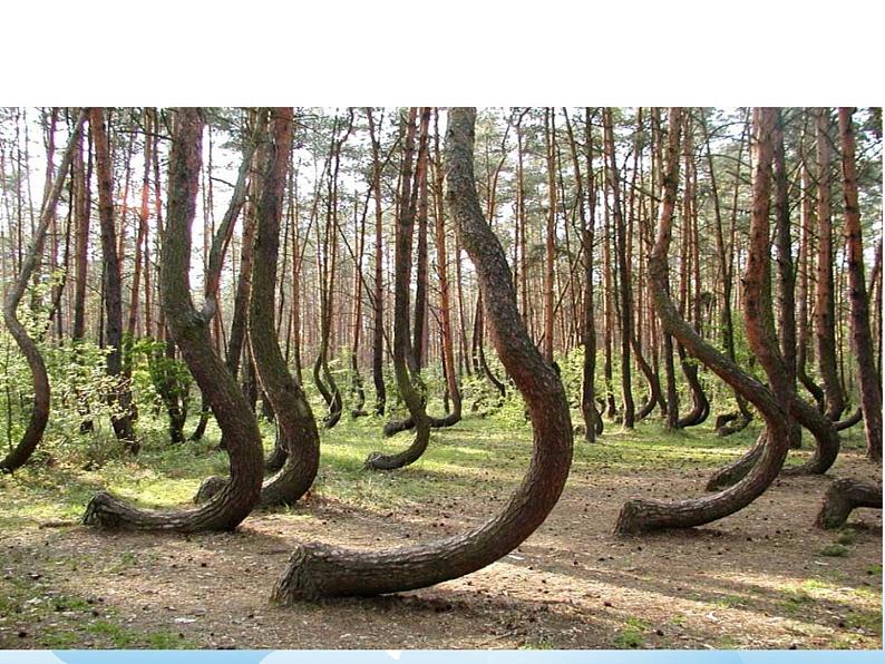 《树上树下（二）》课件第4页