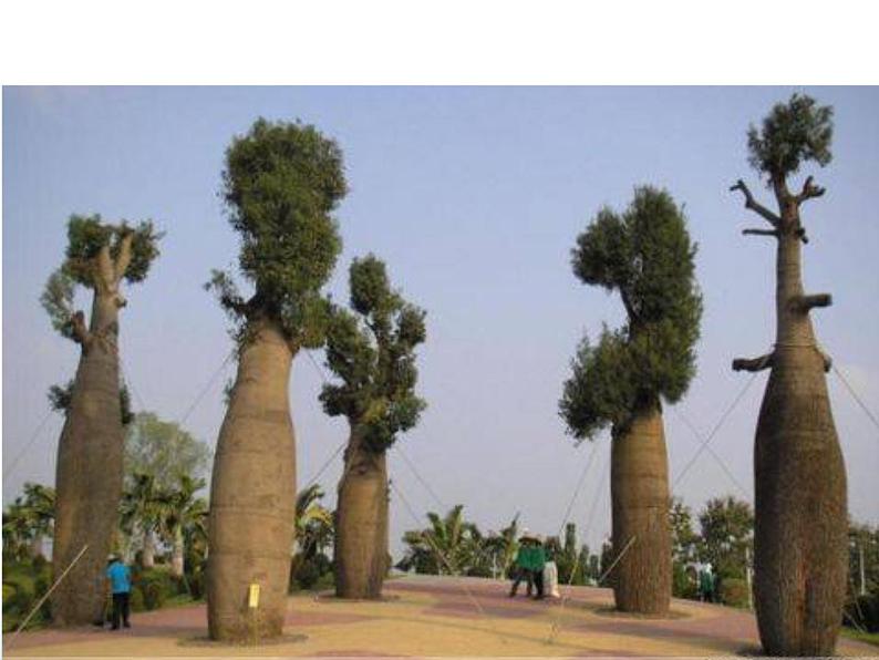 《树上树下（二）》课件第5页