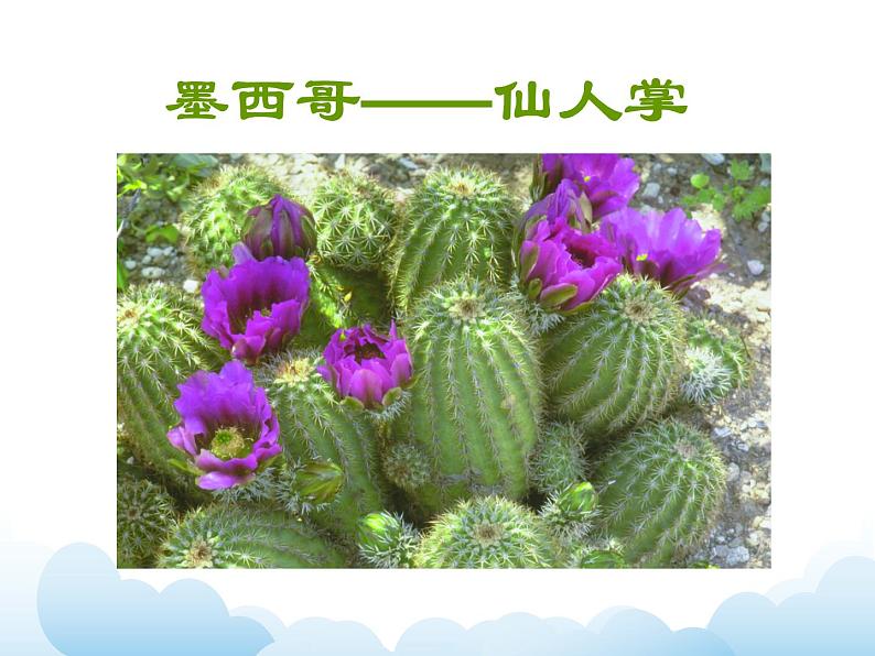 《会变的花、树、叶》课件第7页