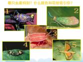 苏少版二年级下册美术 第15课 虫虫虫（二） 课件+教案