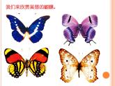 小学二年级下册美术课件-第5课折剪蝴蝶-浙美版(14张)ppt课件