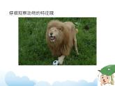 蘇少版三年級(jí)下冊(cè)美術(shù) 16 動(dòng)物面具 課件+教案