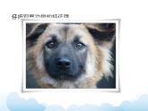 蘇少版三年級(jí)下冊(cè)美術(shù) 16 動(dòng)物面具 課件+教案