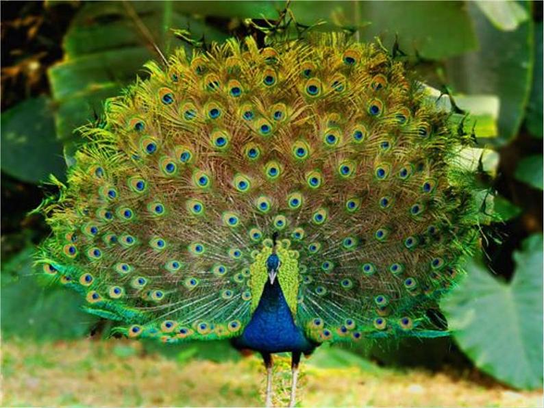 苏少版四年级下册美术 6 鸟和家禽 课件+教案02