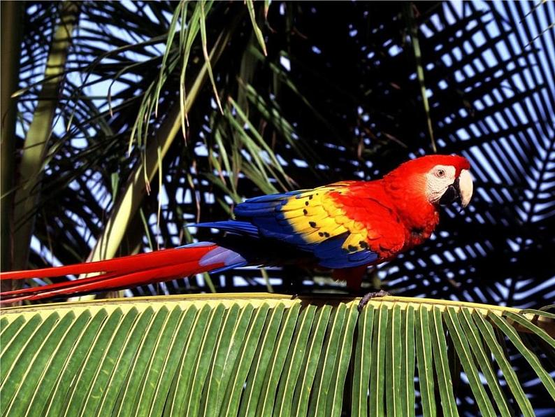 苏少版四年级下册美术 6 鸟和家禽 课件+教案03