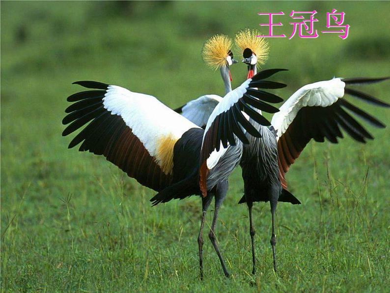 苏少版四年级下册美术 6 鸟和家禽 课件+教案05